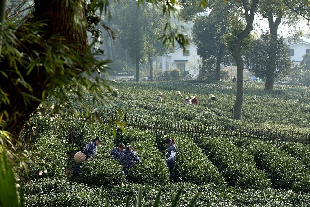 Landison Longjing Resort Hangzhou Eksteriør bilde